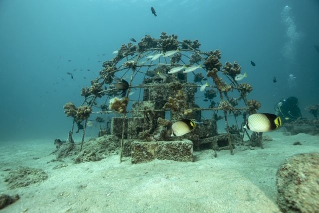 Solar-powered artificial reefs