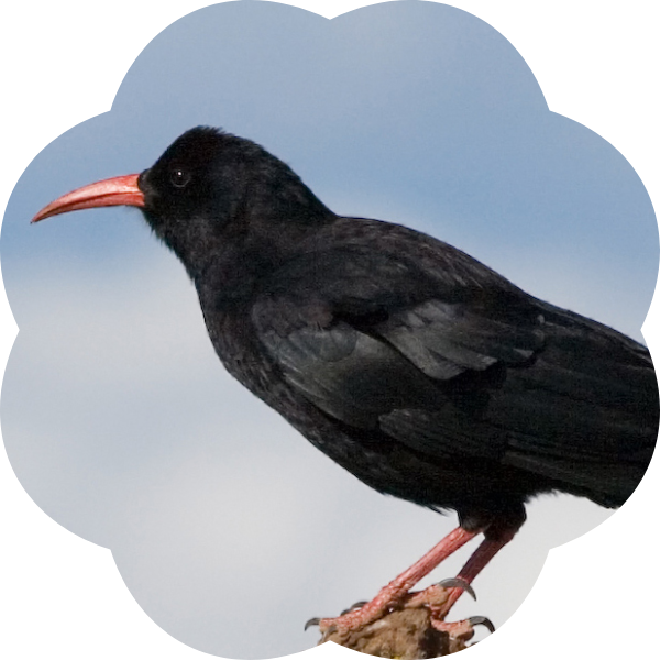 The return of the Cornish chough