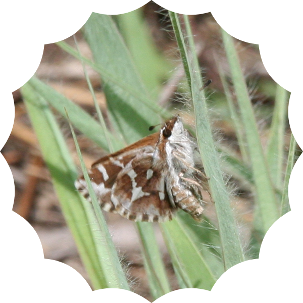 Honey-soaked earbuds and butterfly surveys