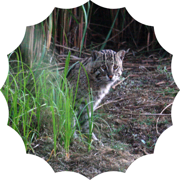 Saving the fishing cats